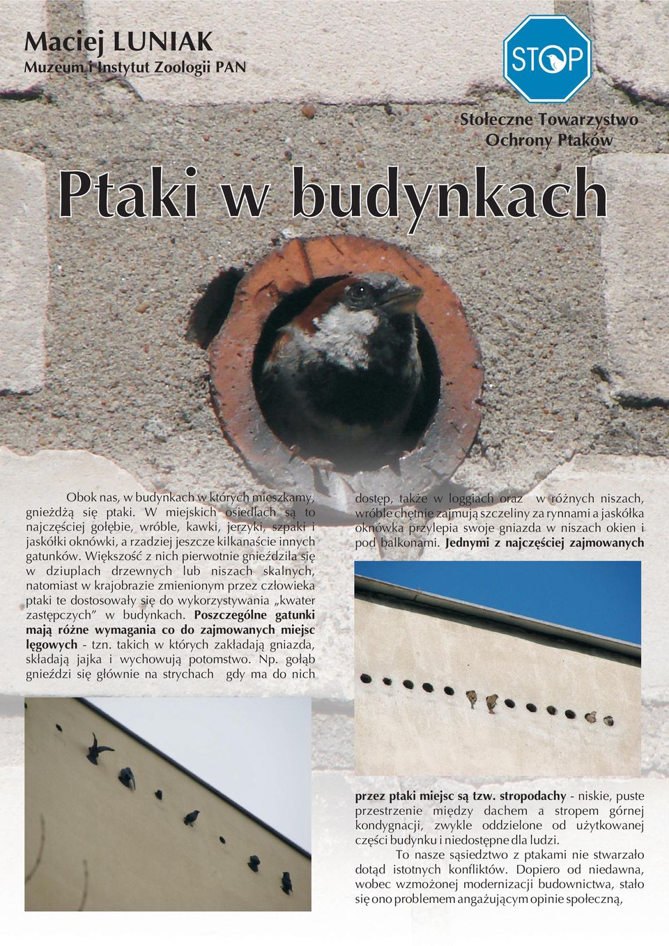 Wiêkszoœæ z nich pierwotnie gnieÿdzi³a siê w dziuplach drzewnych lub niszach skalnych, natomiast w krajobrazie zmienionym przez cz³owieka ptaki te dostosowa³y siê do wykorzystywania kwater