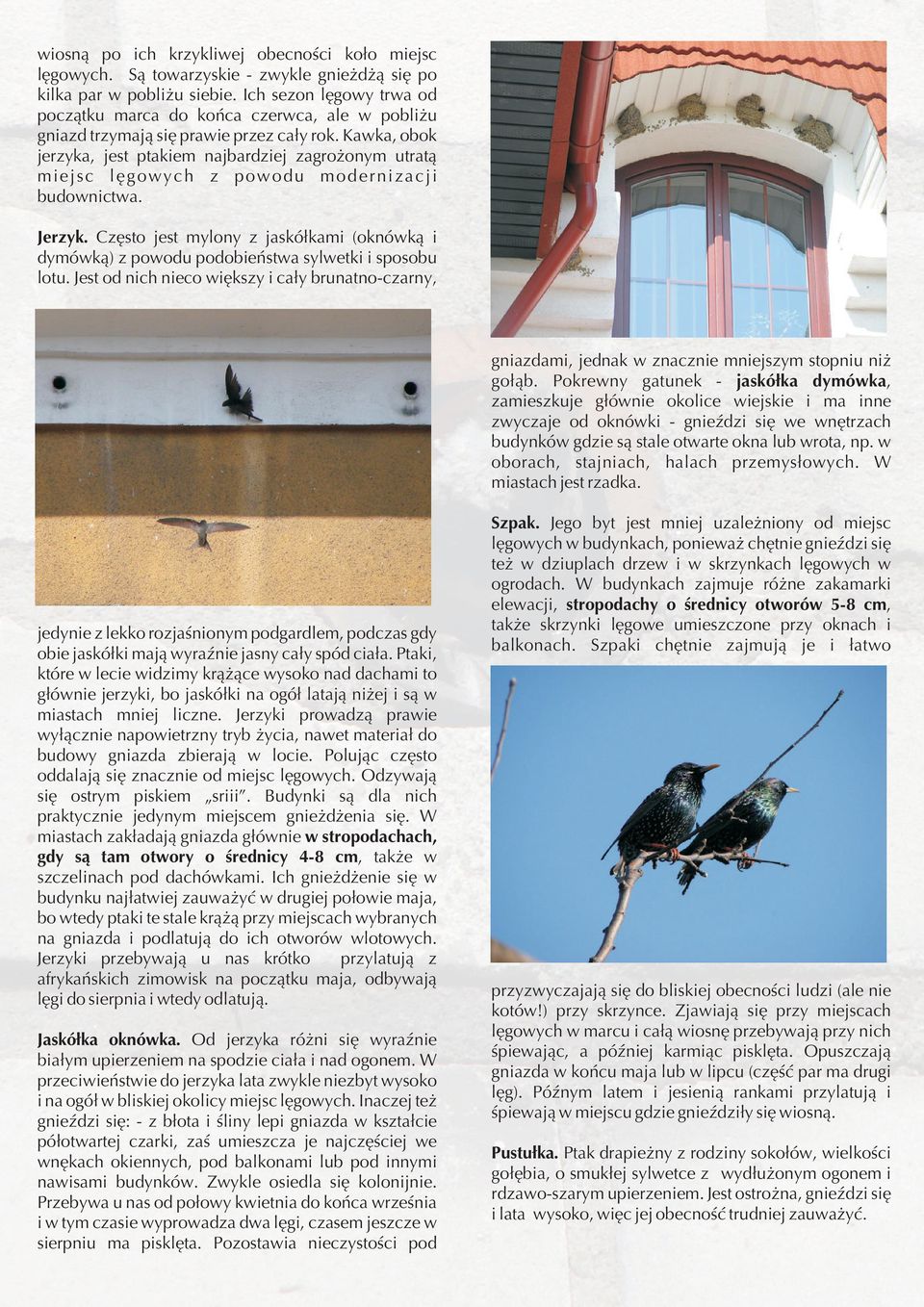 Kawka, obok jerzyka, jest ptakiem najbardziej zagro onym utrat¹ miejsc lêgowych z powodu modernizacji budownictwa. Jerzyk.