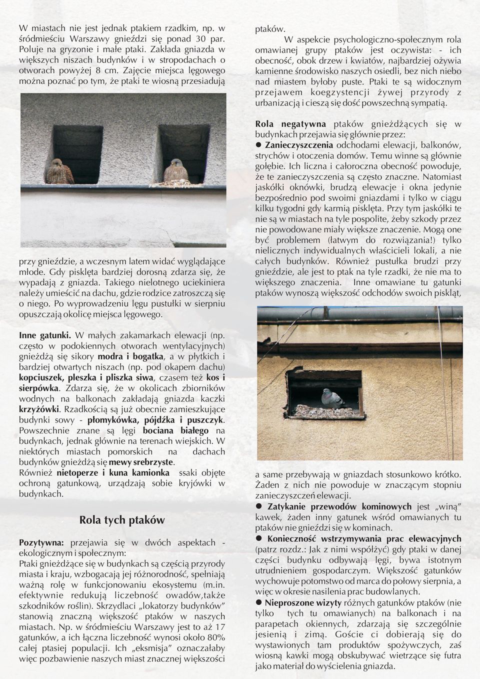 Zajêcie miejsca lêgowego mo na poznaæ po tym, e ptaki te wiosn¹ przesiaduj¹ przy gnieÿdzie, a wczesnym latem widaæ wygl¹daj¹ce m³ode. Gdy pisklêta bardziej dorosn¹ zdarza siê, e wypadaj¹ z gniazda.