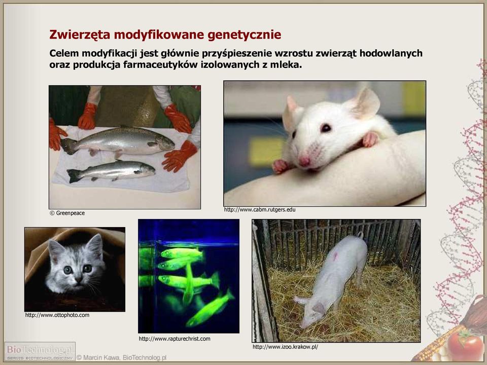farmaceutyków izolowanych z mleka. Greenpeace http://www.cabm.rutgers.