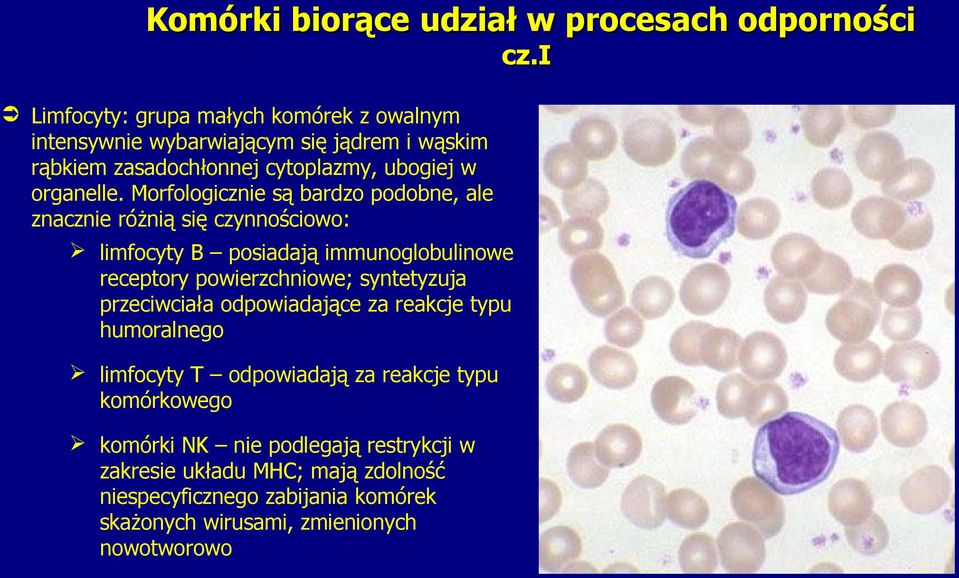 Morfologicznie są bardzo podobne, ale znacznie różnią się czynnościowo: limfocyty B posiadają immunoglobulinowe receptory powierzchniowe; syntetyzuja