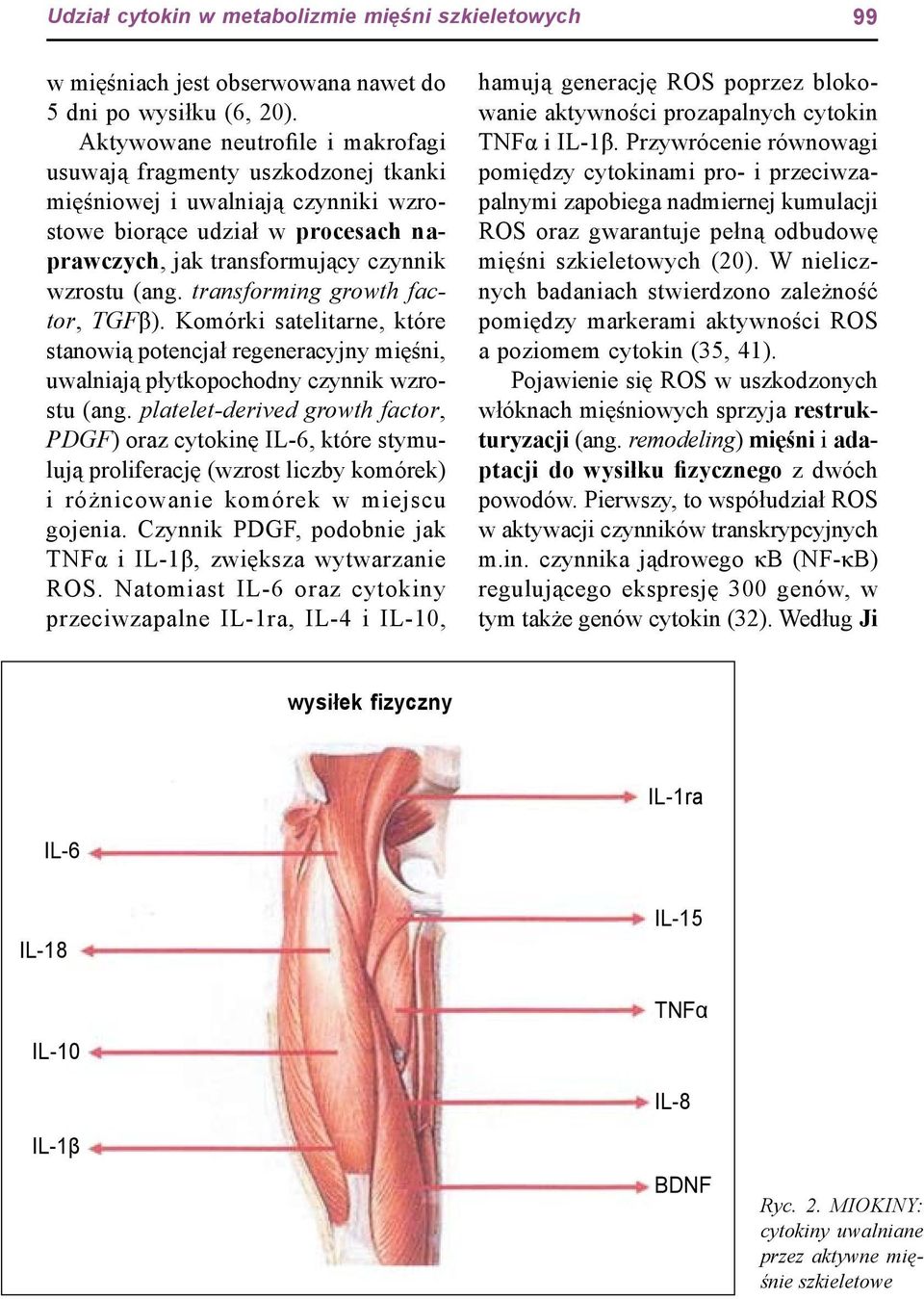 transforming growth factor, TGFβ). Komórki satelitarne, które stanowią potencjał regeneracyjny mięśni, uwalniają płytkopochodny czynnik wzrostu (ang.