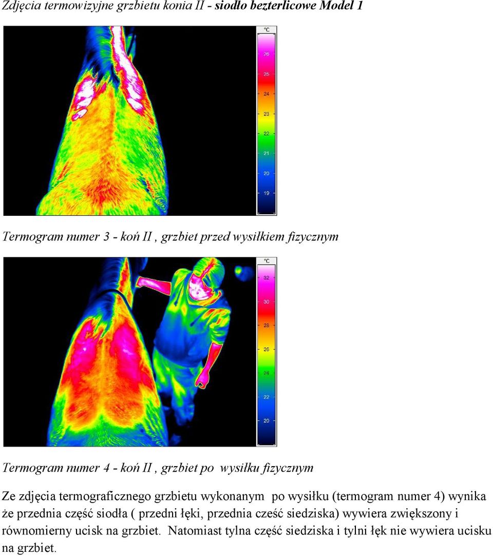 wykonanym po wysiłku (termogram numer 4) wynika że przednia część siodła ( przedni łęki, przednia cześć siedziska)