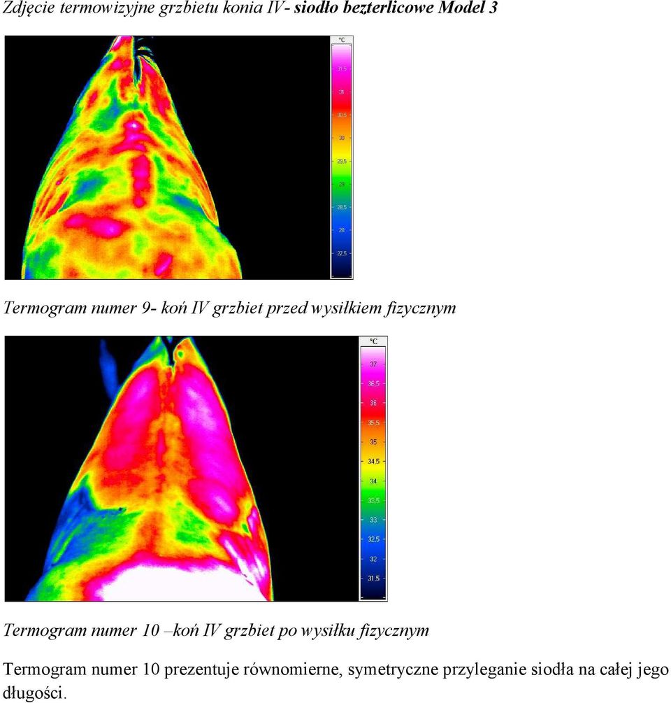 numer 10 koń IV grzbiet po wysiłku fizycznym Termogram numer 10