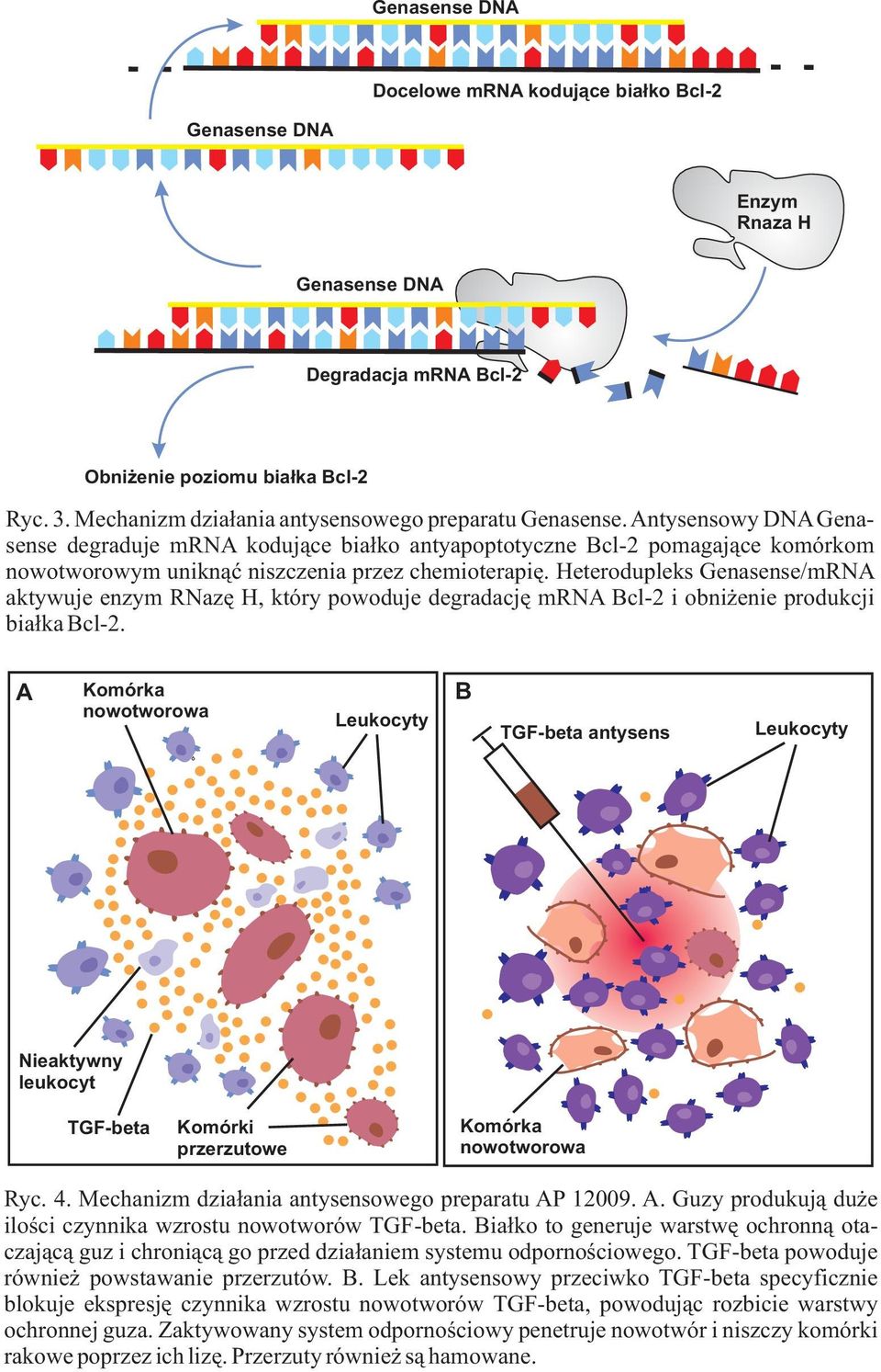 Antysensowy DNA Genasense degraduje mrna kodujàce biaùko antyapoptotyczne Bcl-2 pomagajàce komórkom nowotworowym uniknàã niszczenia przez chemioterapiæ.