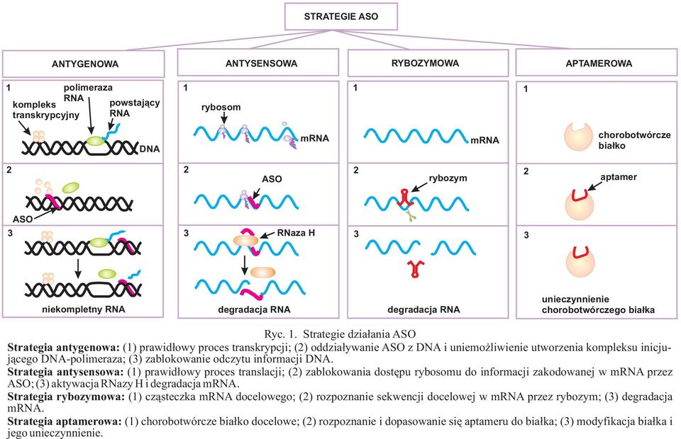 Strategie dzia³ania ASO Strategia antygenowa: (1) prawid³owy proces transkrypcji; (2) oddzia³ywanie ASO z DNA i uniemo liwienie utworzenia kompleksu inicjuj¹cego DNA-polimeraza; (3) zablokowanie