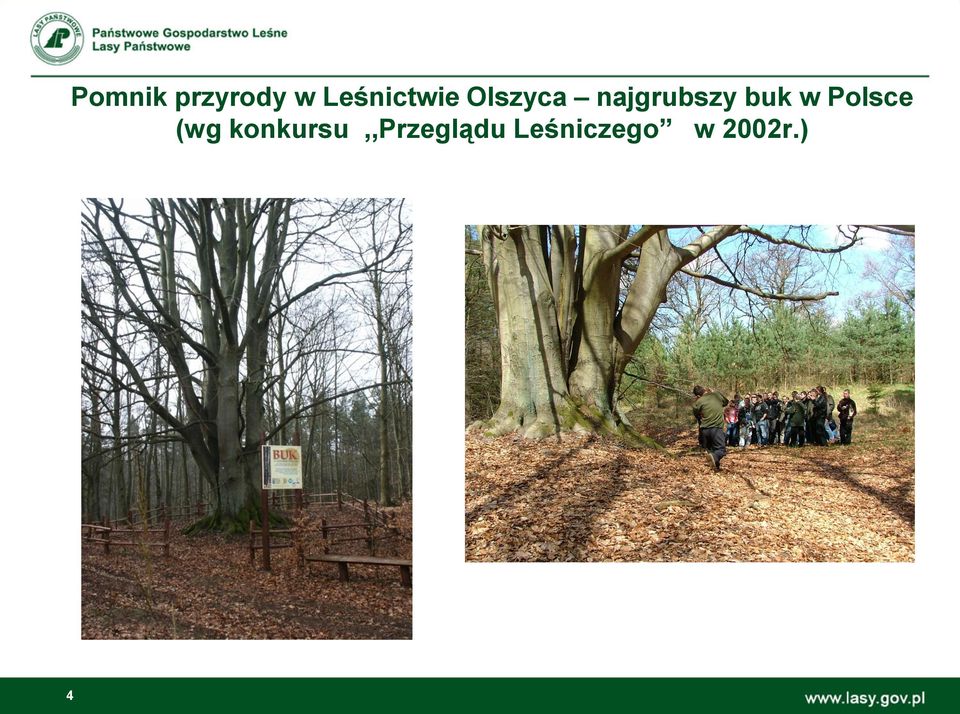 najgrubszy buk w Polsce