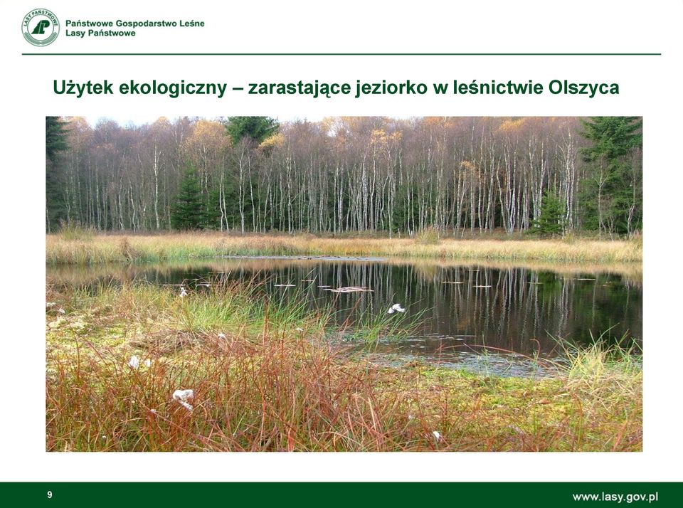 zarastające