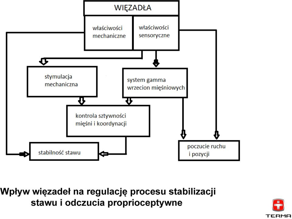 stabilizacji stawu i