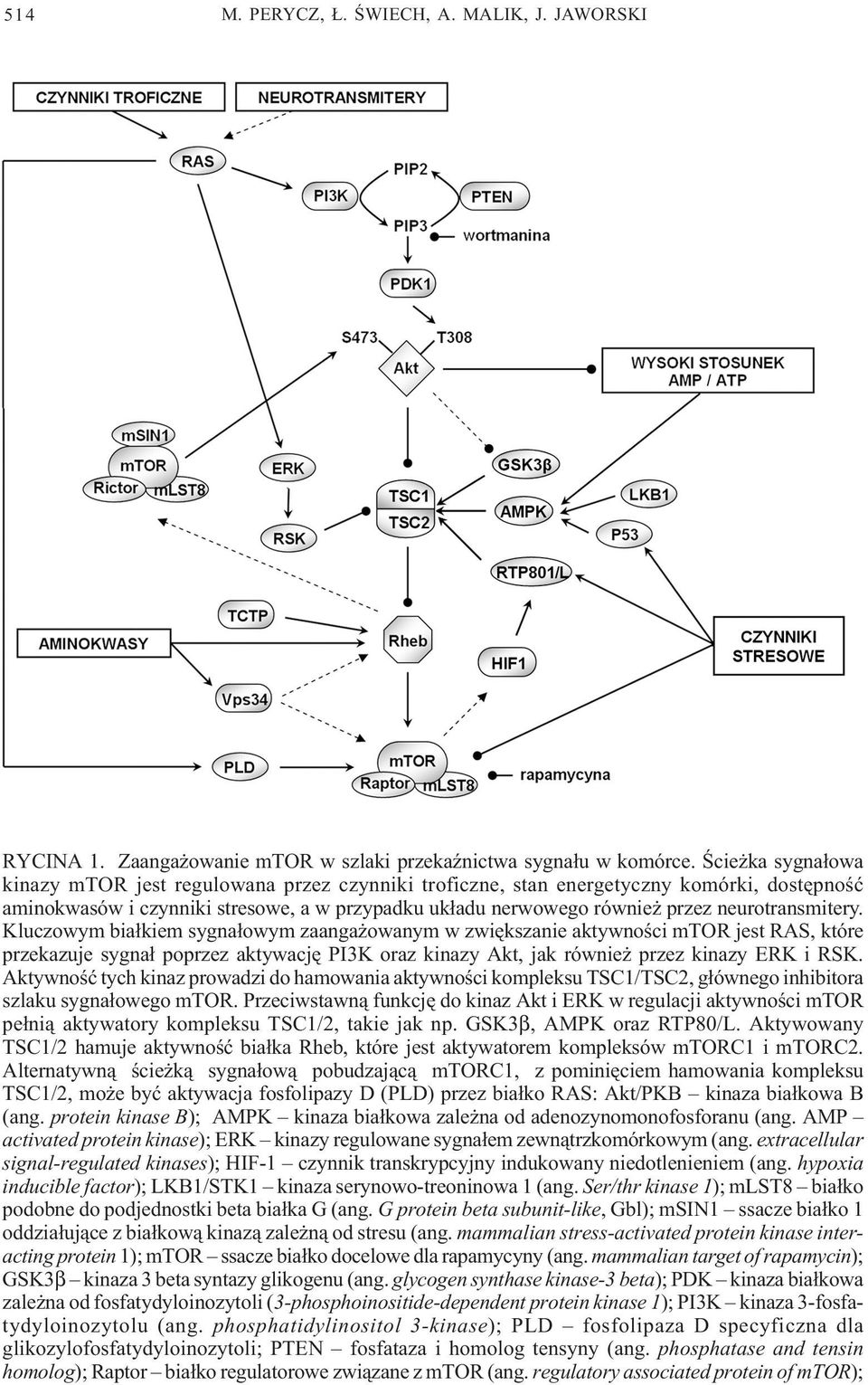 neurotransmitery. Kluczowym bia³kiem sygna³owym zaanga owanym w zwiêkszanie aktywnoœci mtor jest RAS, które przekazuje sygna³ poprzez aktywacjê PI3K oraz kinazy Akt, jak równie przez kinazy ERK i RSK.