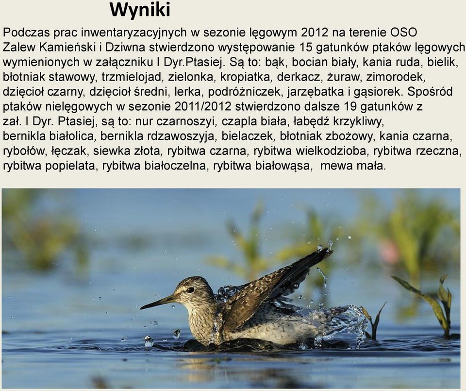 gąsiorek. Spośród ptaków nielęgowych w sezonie 2011/2012 stwierdzono dalsze 19 gatunków z zał. I Dyr.