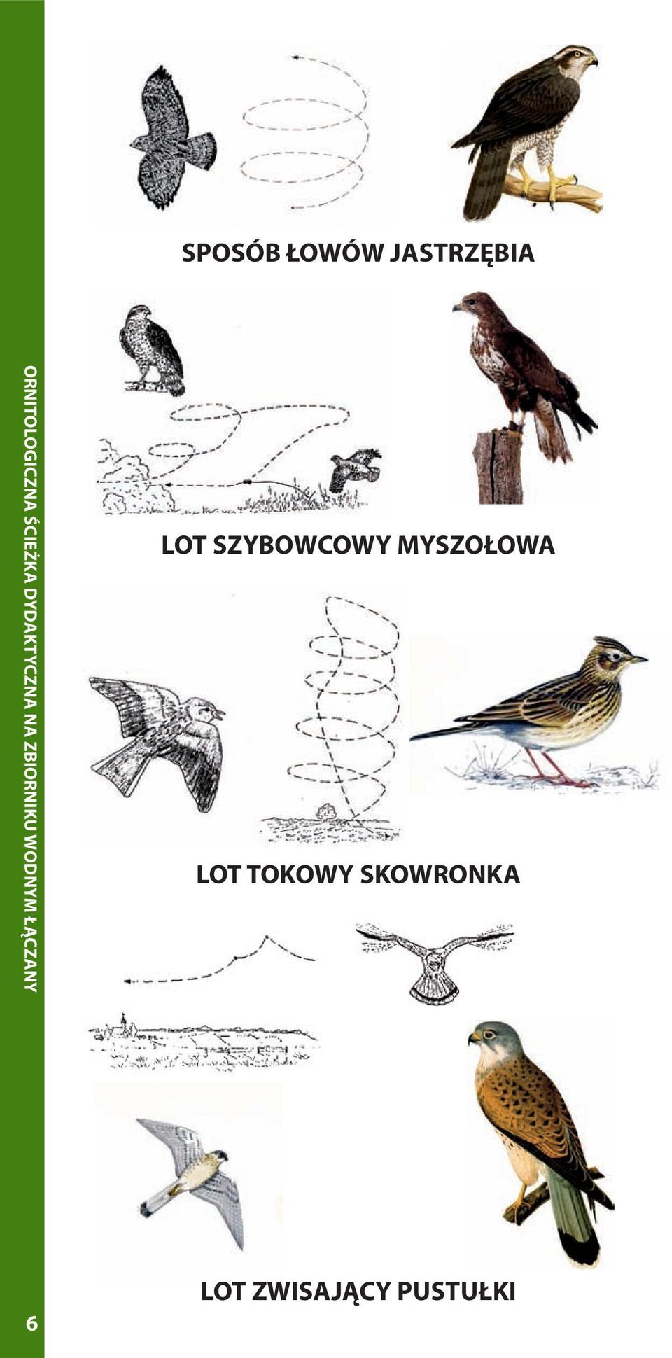 MYSZOŁOWA LOT TOKOWY