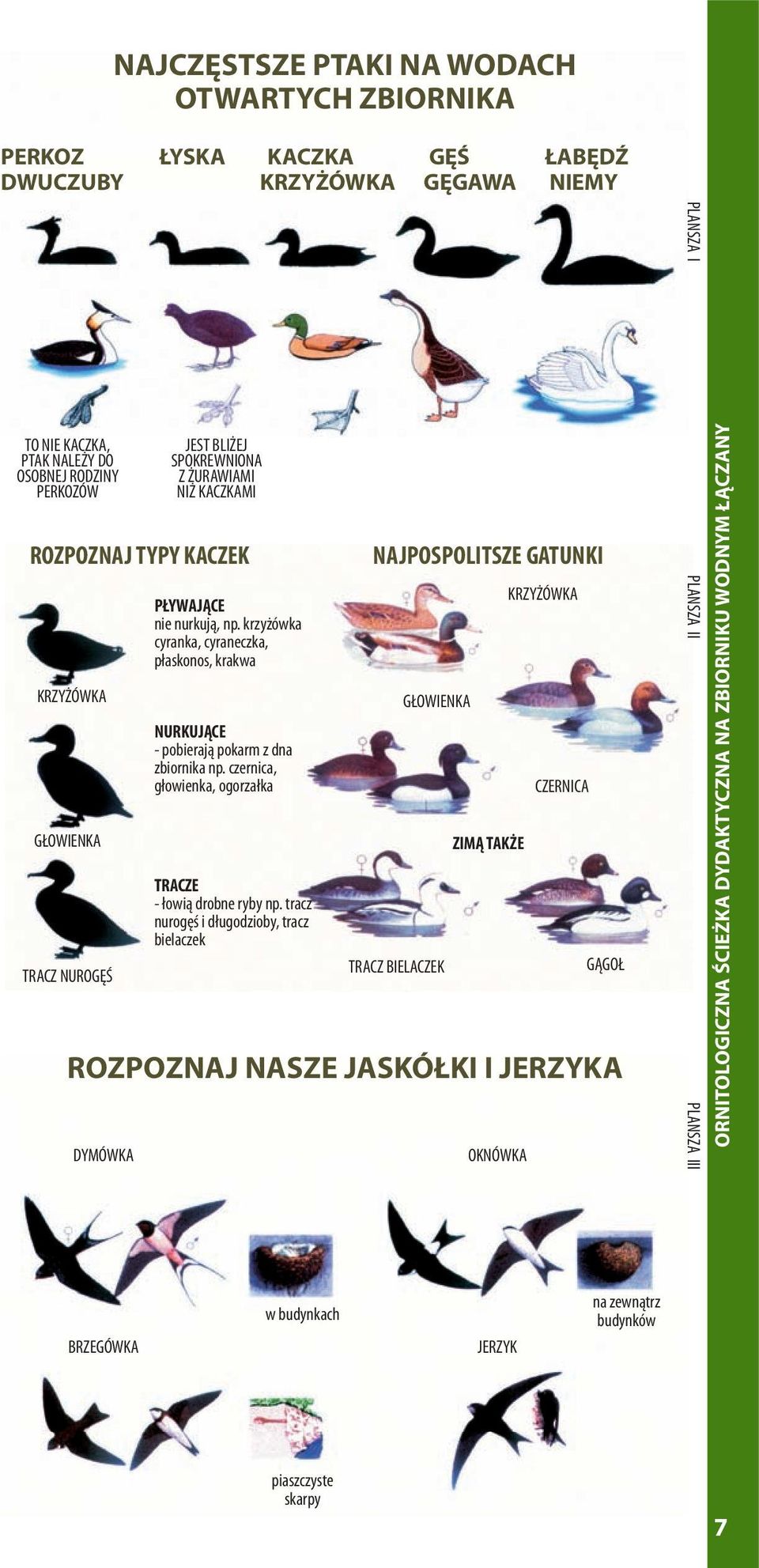 krzyżówka cyranka, cyraneczka, płaskonos, krakwa NURKUJĄCE - pobierają pokarm z dna zbiornika np. czernica, głowienka, ogorzałka TRACZE - łowią drobne ryby np.