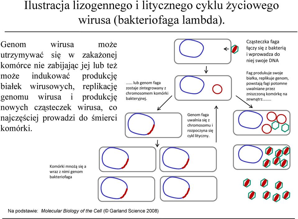najczęściej prowadzi do śmierci komórki.... lub genom faga zostaje zintegrowany z chromosomem komórki bakteryjnej. Genom faga uwalnia się z chromosomu i rozpoczyna się cykl lityczny.