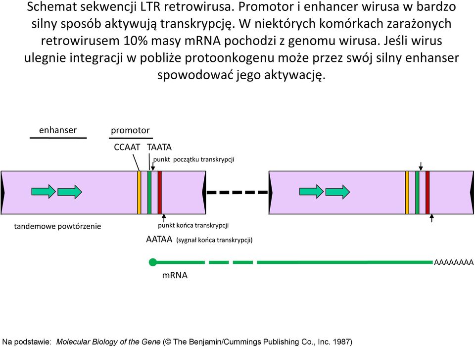 Jeśli wirus ulegnie integracji w pobliże protoonkogenu może przez swój silny enhanser spowodować jego aktywację.