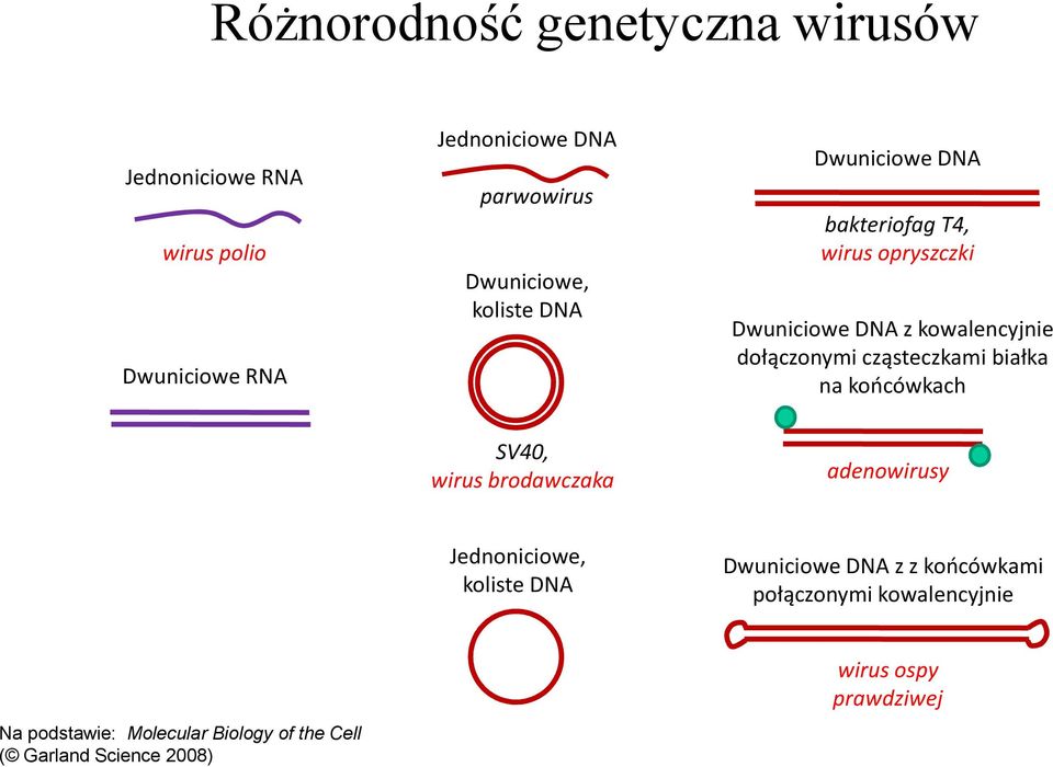 cząsteczkami białka na końcówkach SV40, wirus brodawczaka adenowirusy Jednoniciowe, koliste DNA Dwuniciowe DNA z z