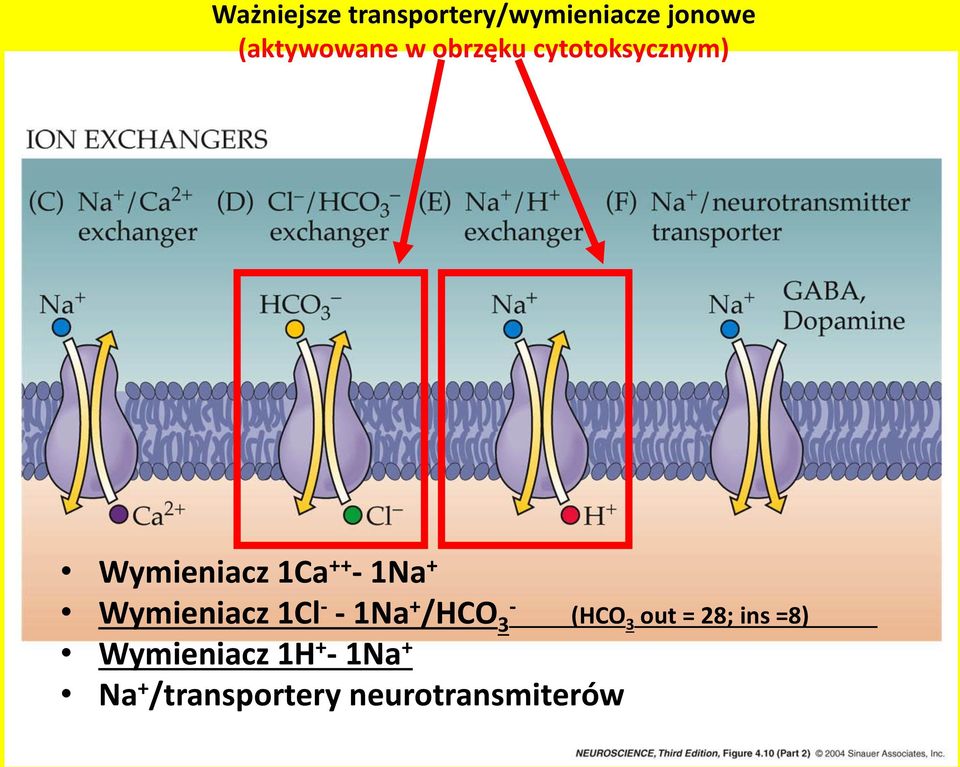 Wymieniacz 1Cl - - 1Na + /HCO - 3 Wymieniacz 1H + - 1Na