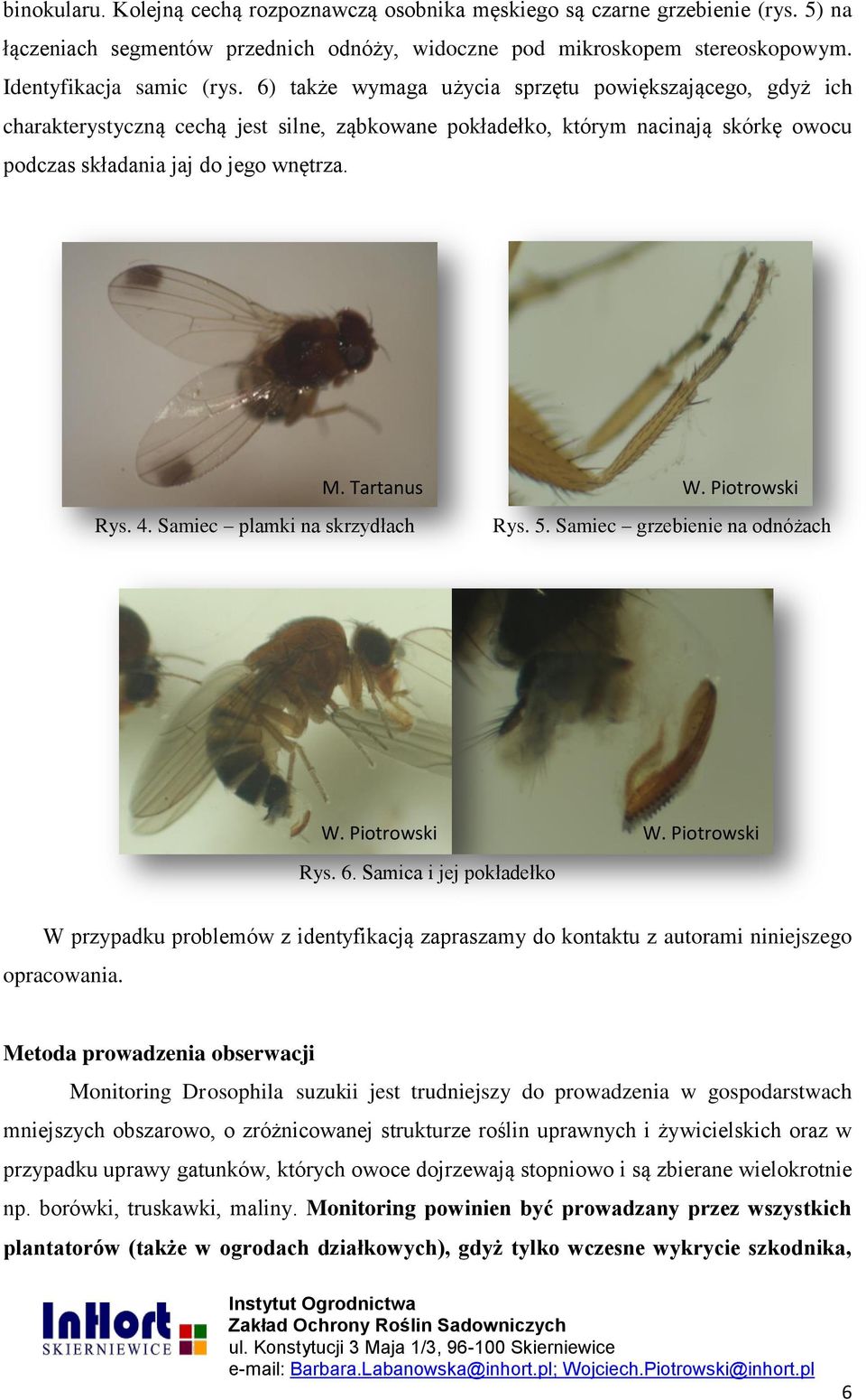 Piotrowski Rys. 4. Samiec plamki na skrzydłach Rys. 5. Samiec grzebienie na odnóżach W. Piotrowski W. Piotrowski Rys. 6.