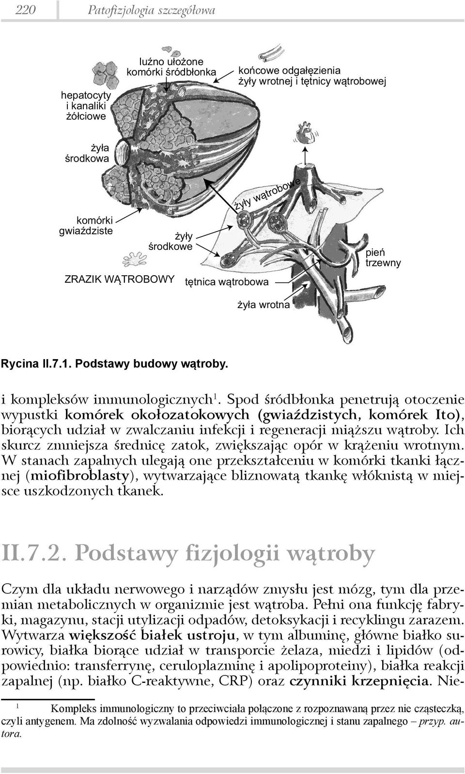 Spod śródbłonka penetrują otoczenie wypustki komórek okołozatokowych (gwiaździstych, komórek Ito), biorących udział w zwalczaniu infekcji i regeneracji miąższu wątroby.