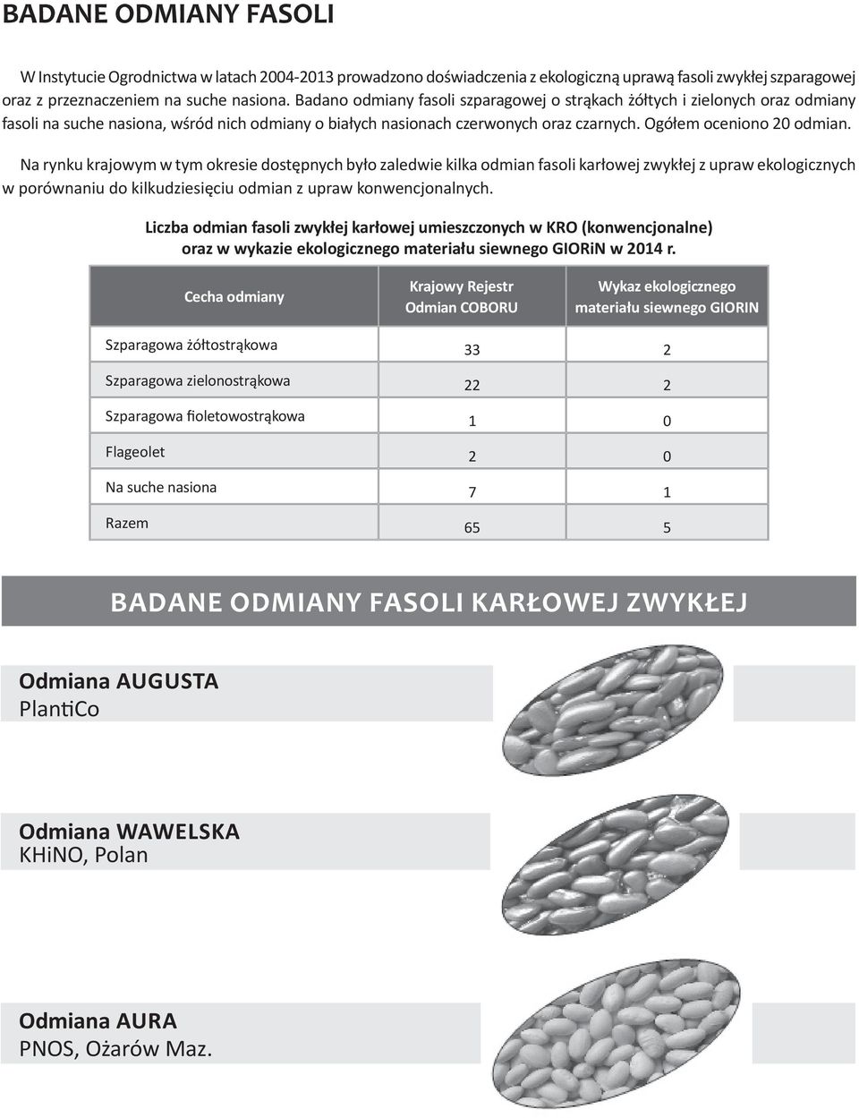 Na rynku krajowym w tym okresie dostępnych było zaledwie kilka odmian fasoli karłowej zwykłej z upraw ekologicznych w porównaniu do kilkudziesięciu odmian z upraw konwencjonalnych.