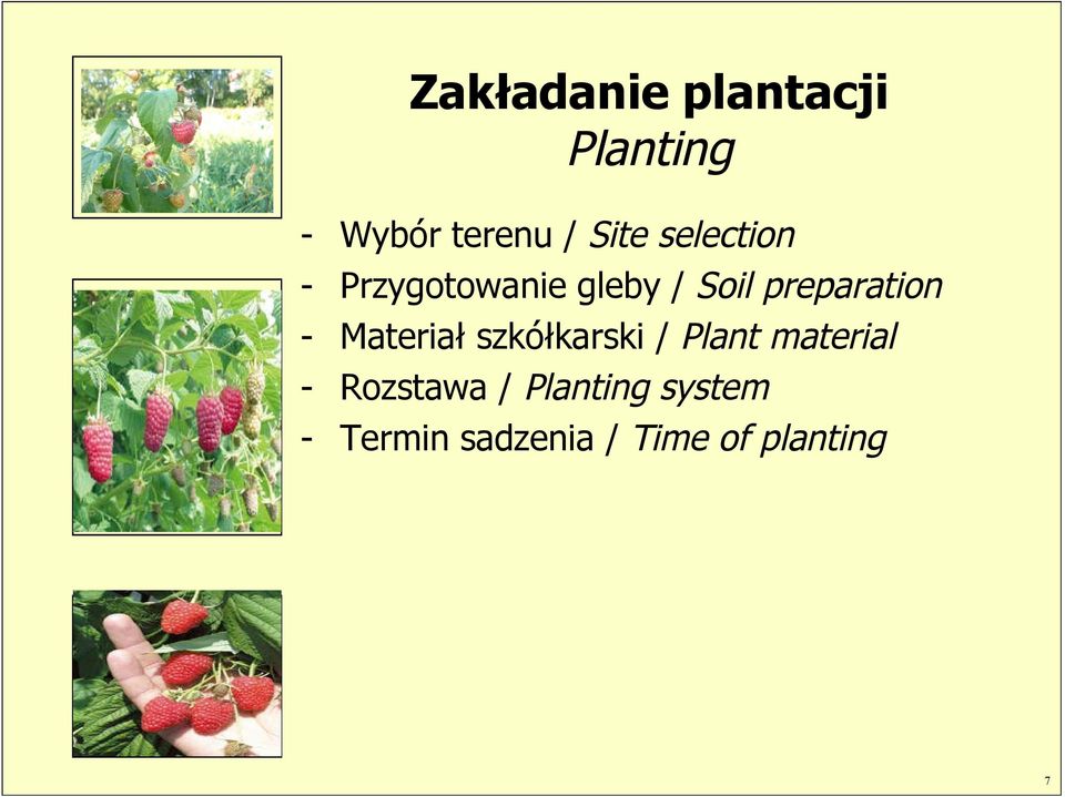 Materiał szkółkarski / Plant material - Rozstawa /