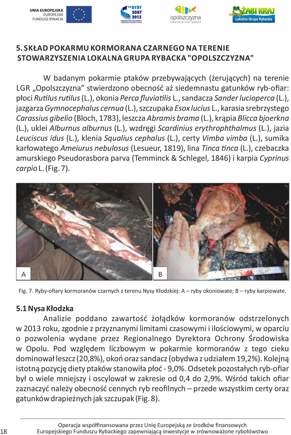 , karasia srebrzystego Carassius gibelio (Bloch, 1783), leszcza Abramis brama (L.), krąpia Blicca bjoerkna (L.), uklei Alburnus alburnus (L.), wzdręgi Scardinius erythrophthalmus (L.