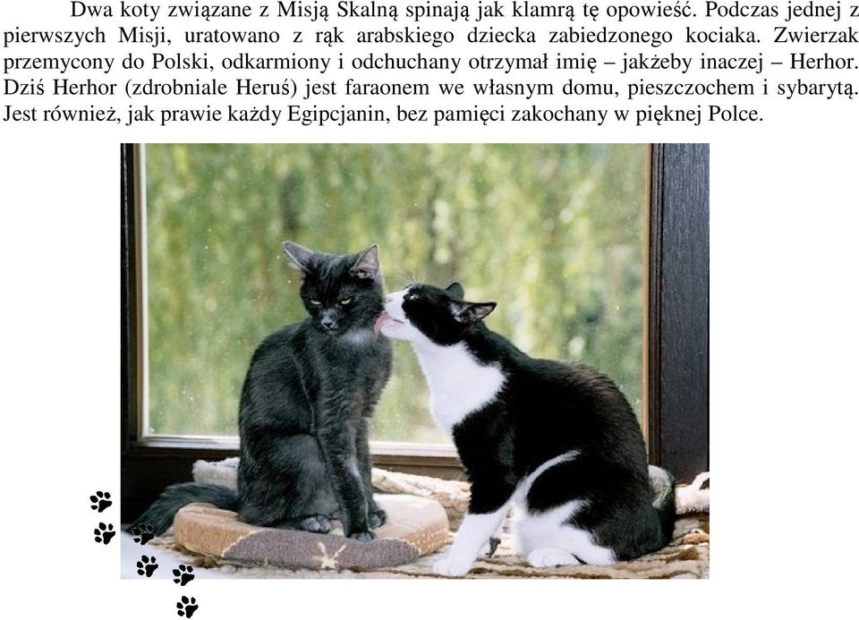 Zwierzak przemycony do Polski, odkarmiony i odchuchany otrzymał imię jakżeby inaczej Herhor.