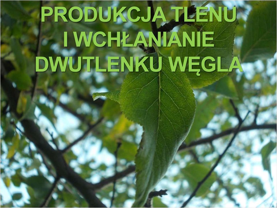WCHŁANIANIE