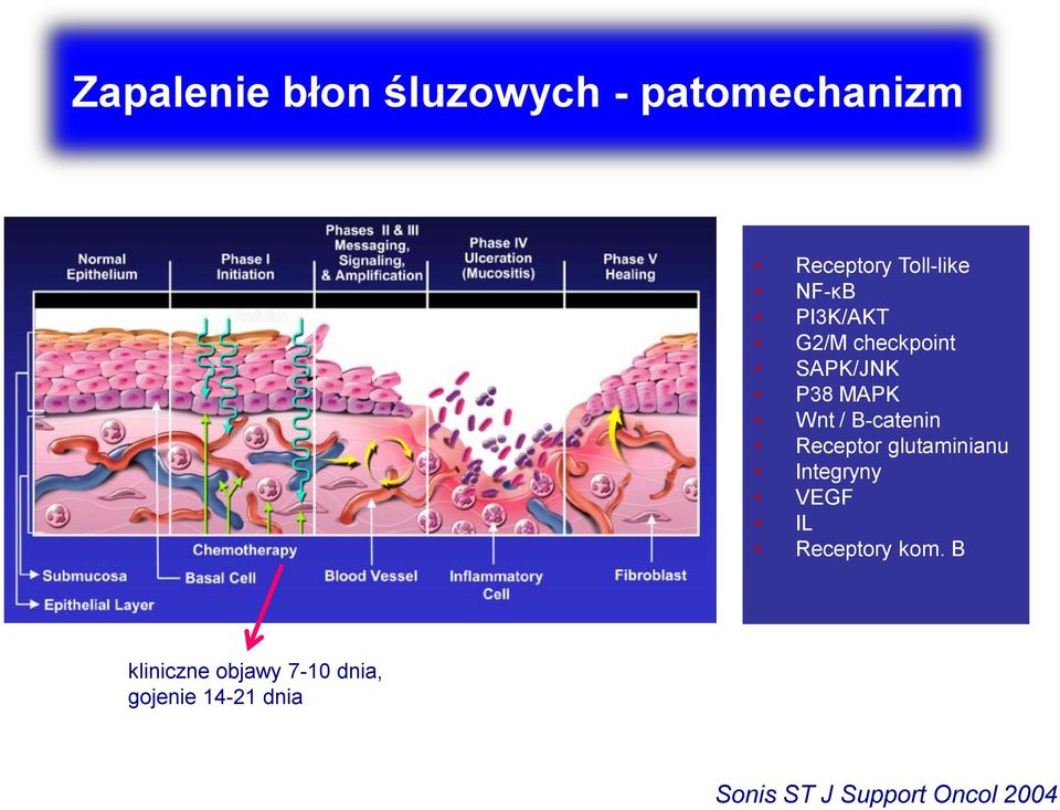 Receptor glutaminianu Integryny VEGF IL Receptory kom.