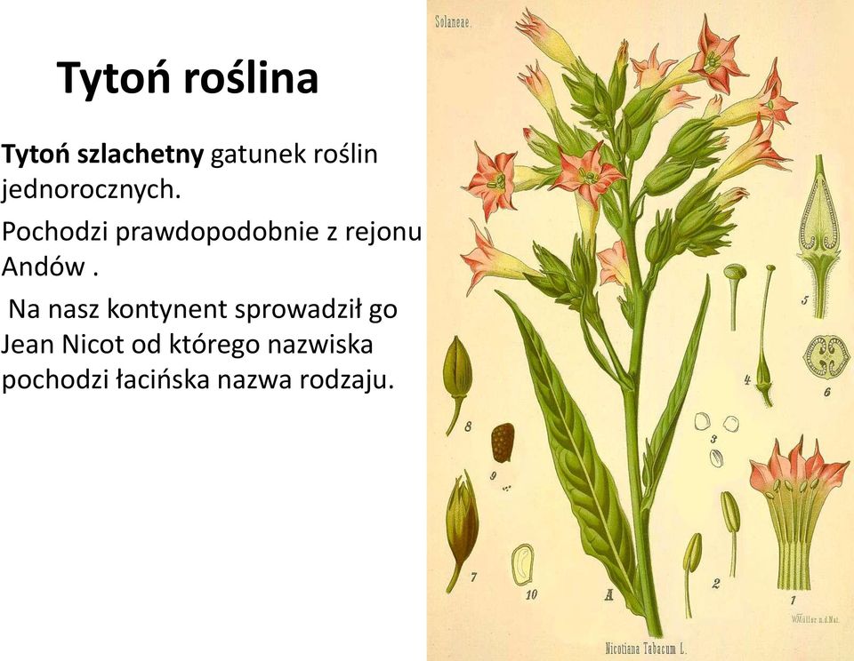 Pochodzi prawdopodobnie z rejonu Andów.