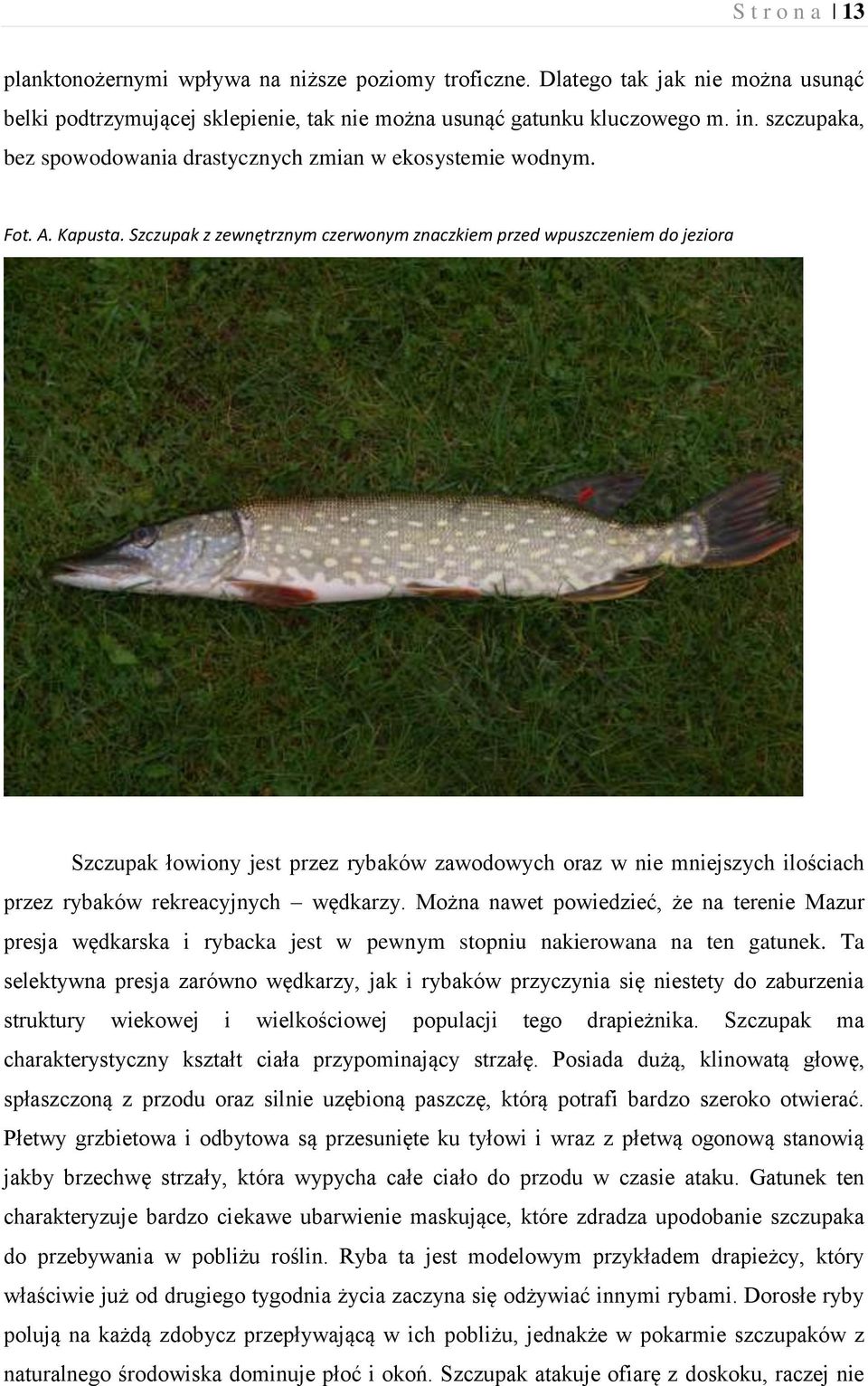 Szczupak z zewnętrznym czerwonym znaczkiem przed wpuszczeniem do jeziora Szczupak łowiony jest przez rybaków zawodowych oraz w nie mniejszych ilościach przez rybaków rekreacyjnych wędkarzy.