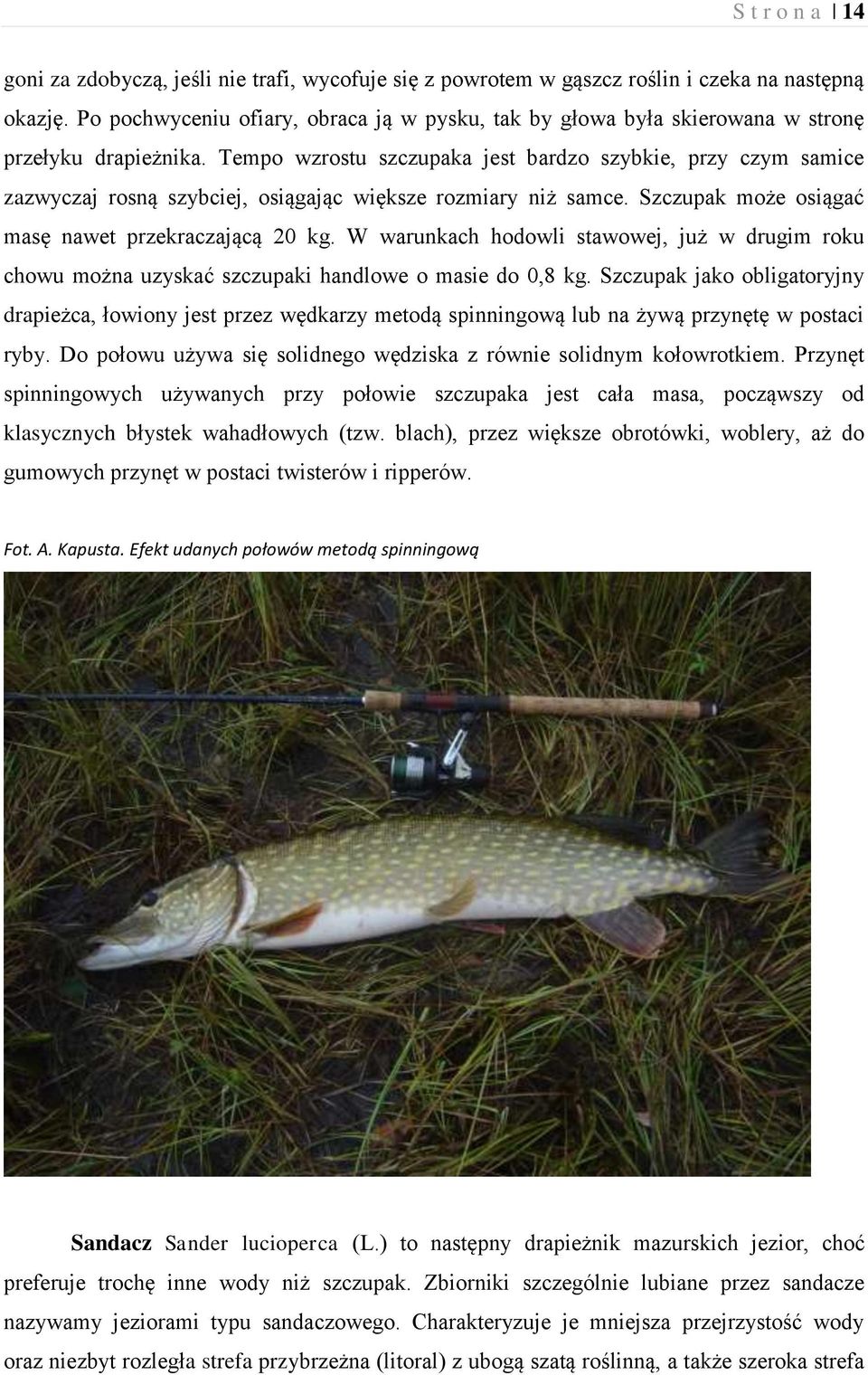 Tempo wzrostu szczupaka jest bardzo szybkie, przy czym samice zazwyczaj rosną szybciej, osiągając większe rozmiary niż samce. Szczupak może osiągać masę nawet przekraczającą 20 kg.