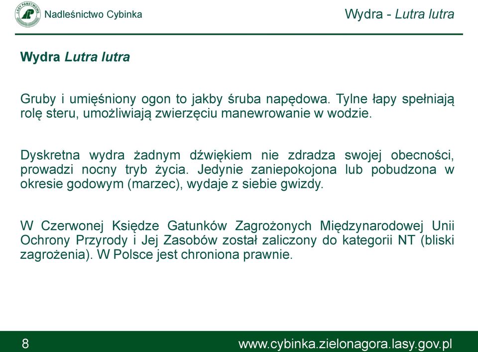 Dyskretna wydra żadnym dźwiękiem nie zdradza swojej obecności, prowadzi nocny tryb życia.