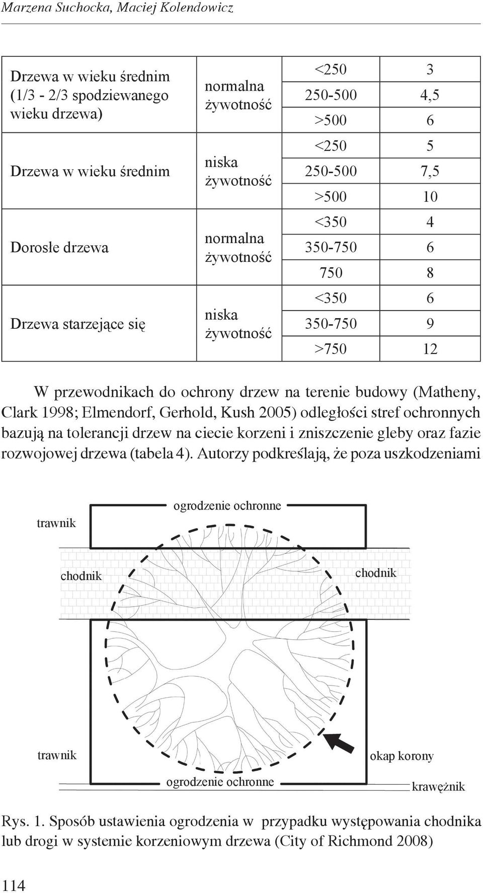 Clark 1998; Elmendorf, Gerhold, Kush 2005) odległości stref ochronnych bazują na tolerancji drzew na ciecie korzeni i zniszczenie gleby oraz fazie rozwojowej drzewa (tabela 4).