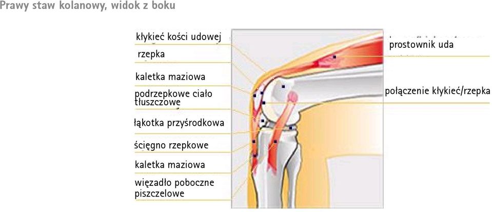 łąkotka przyśrodkowa prostownik uda połączenie