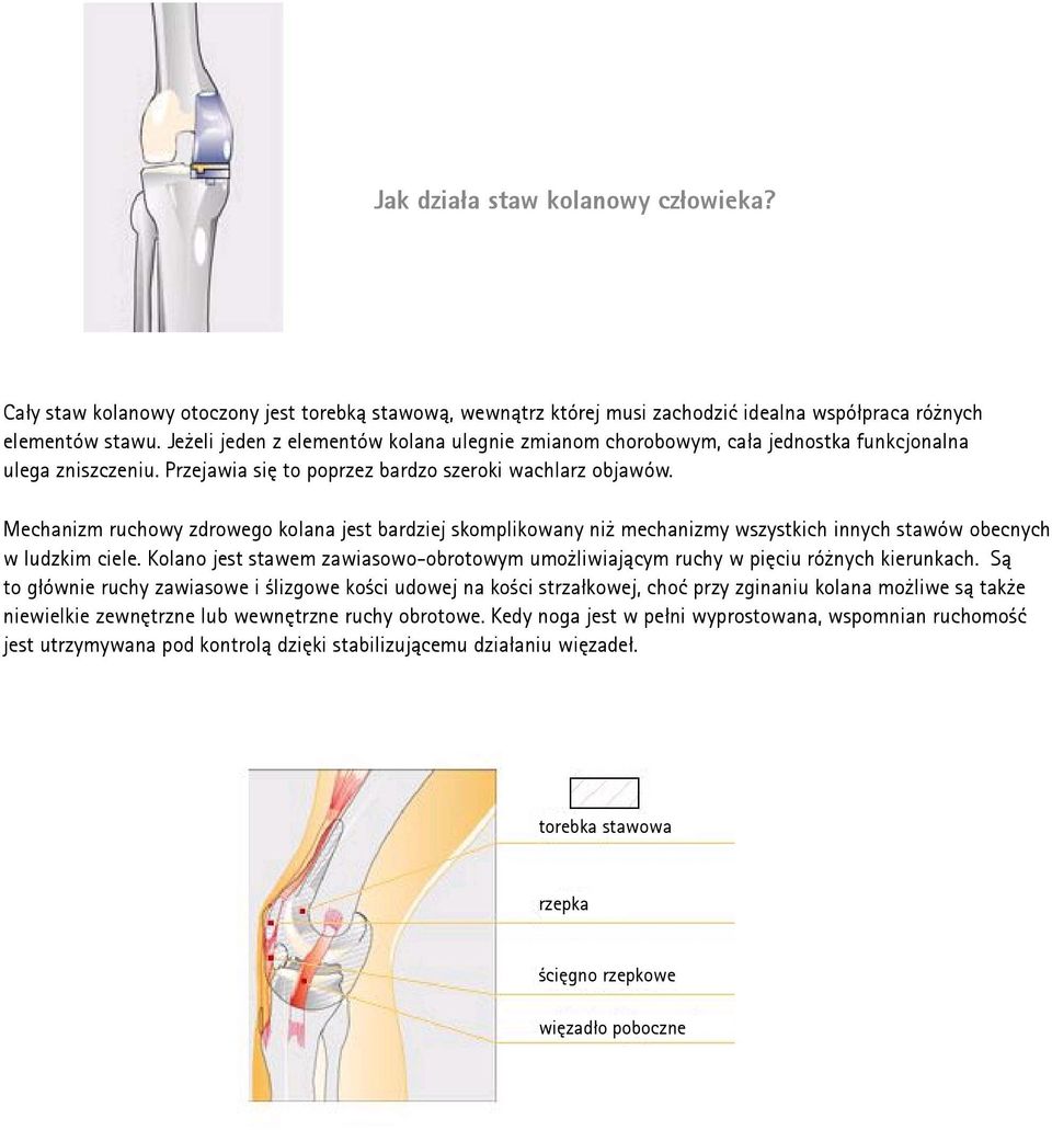 Mechanizm ruchowy zdrowego kolana jest bardziej skomplikowany niż mechanizmy wszystkich innych stawów obecnych w ludzkim ciele.