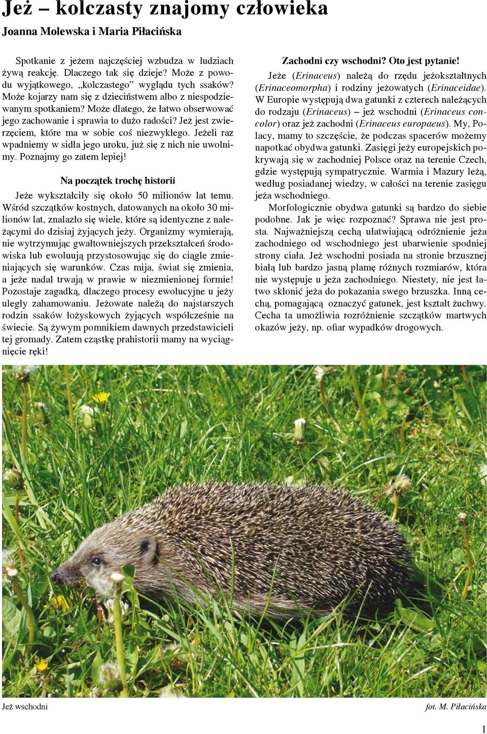 Może dlatego, że łatwo obserwować jego zachowanie i sprawia to dużo radości? Jeż jest zwierzęciem, które ma w sobie coś niezwykłego.