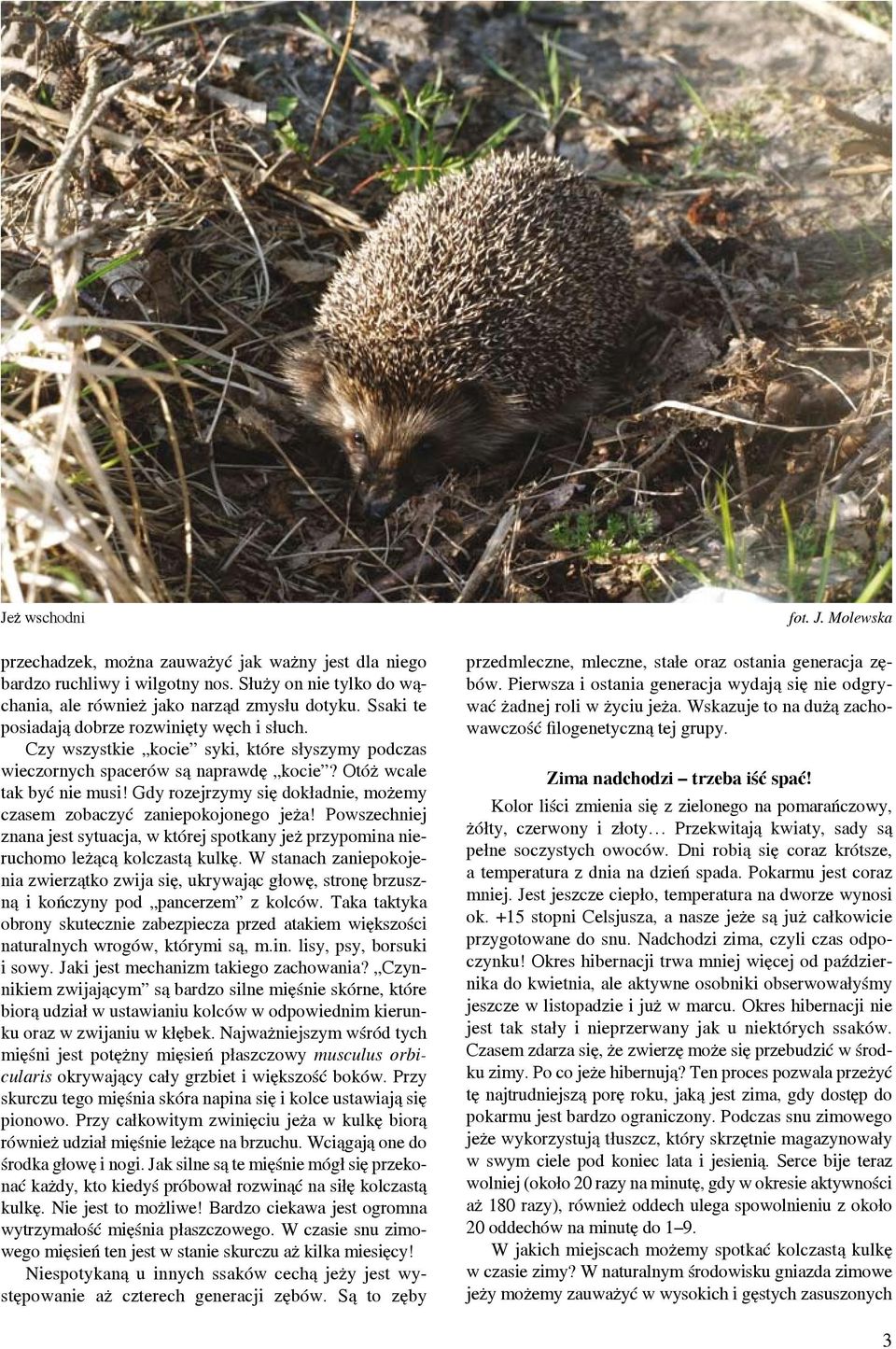 Gdy rozejrzymy się dokładnie, możemy czasem zobaczyć zaniepokojonego jeża! Powszechniej znana jest sytuacja, w której spotkany jeż przypomina nieruchomo leżącą kolczastą kulkę.