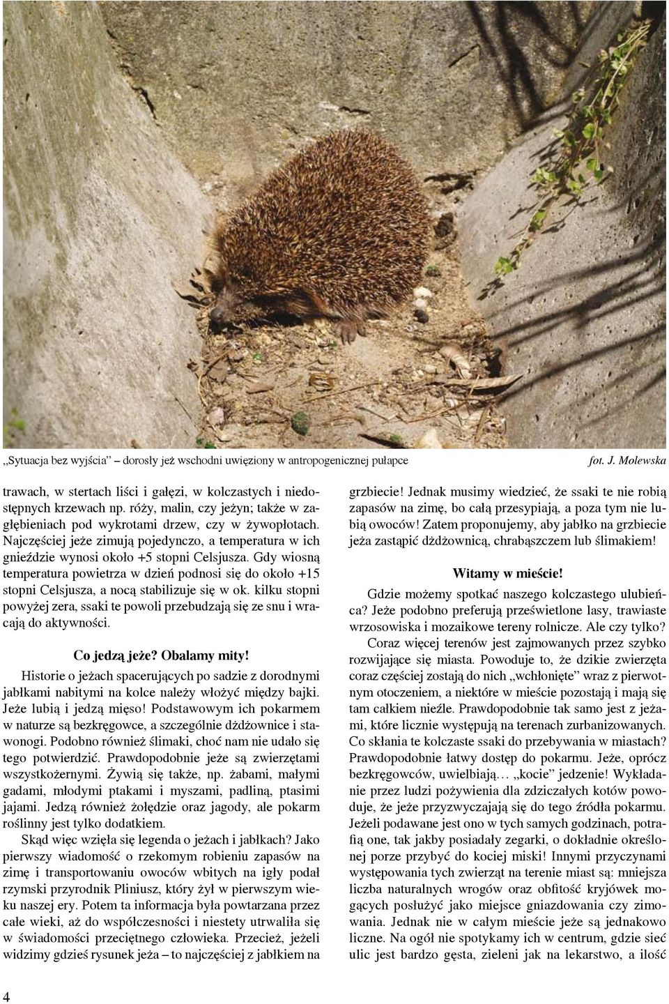 Gdy wiosną temperatura powietrza w dzień podnosi się do około +15 stopni Celsjusza, a nocą stabilizuje się w ok.