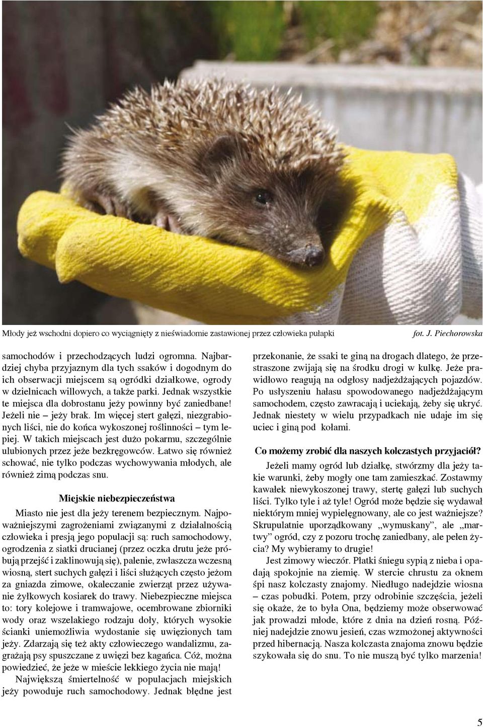 Jednak wszystkie te miejsca dla dobrostanu jeży powinny być zaniedbane! Jeżeli nie jeży brak. Im więcej stert gałęzi, niezgrabionych liści, nie do końca wykoszonej roślinności tym lepiej.