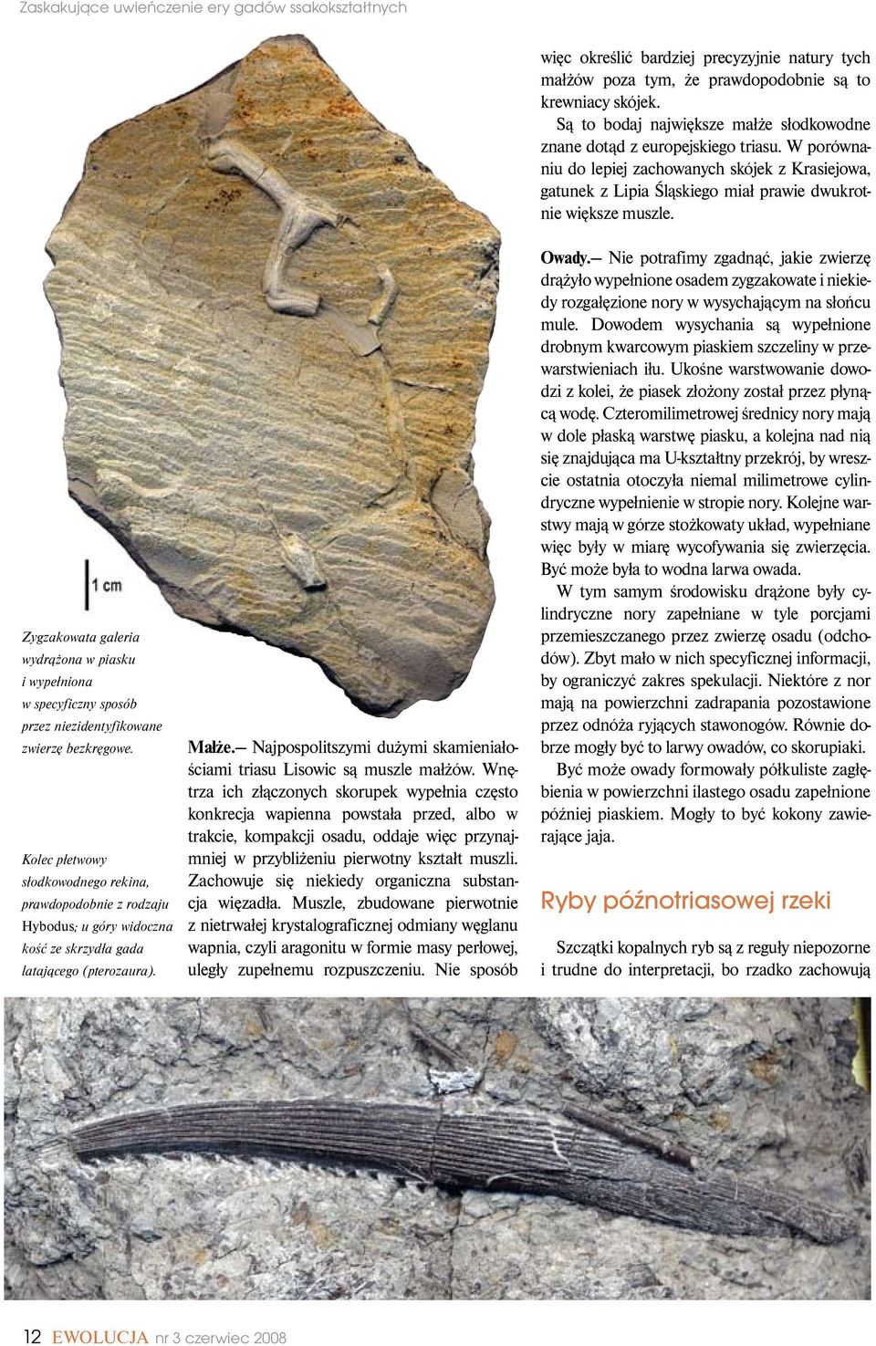 Zygzakowata galeria wydrążona w piasku i wypełniona w specyficzny sposób przez niezidentyfikowane zwierzę bezkręgowe.