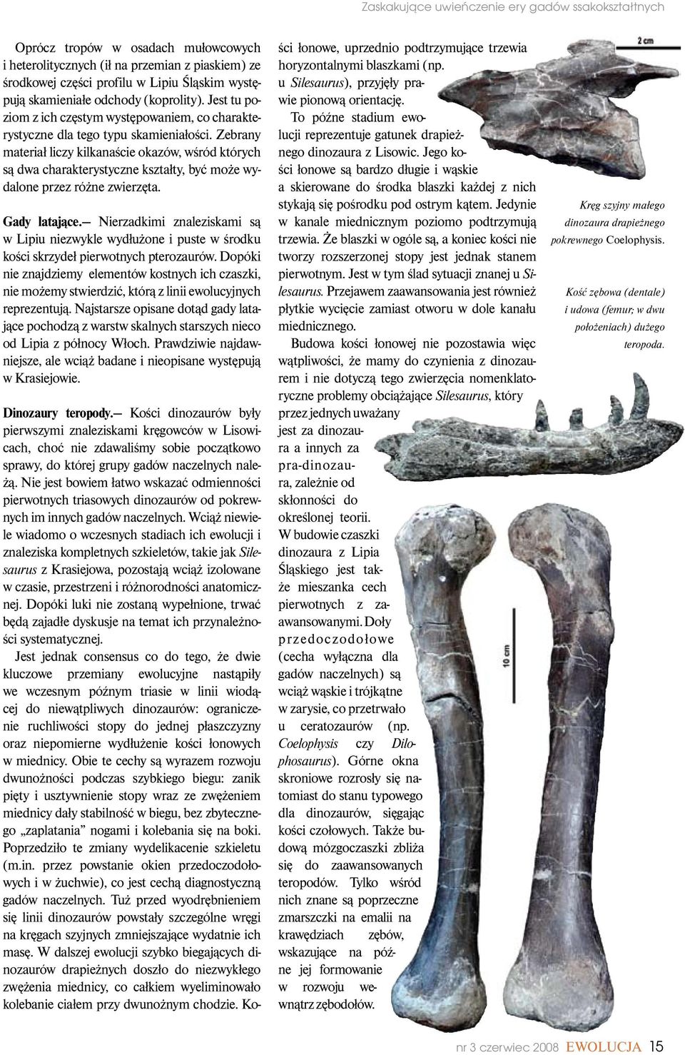 Zebrany materiał liczy kilkanaście okazów, wśród których są dwa charakterystyczne kształty, być może wydalone przez różne zwierzęta. Gady latające.