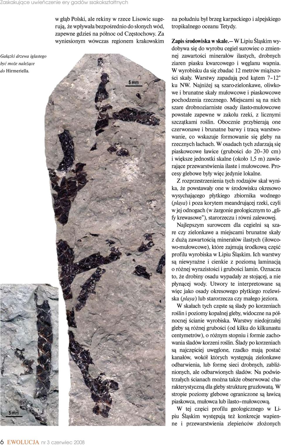 Za wyniesionym wówczas regionem krakowskim na południu był brzeg karpackiego i alpejskiego tropikalnego oceanu Tetydy. Zapis środowiska w skale.