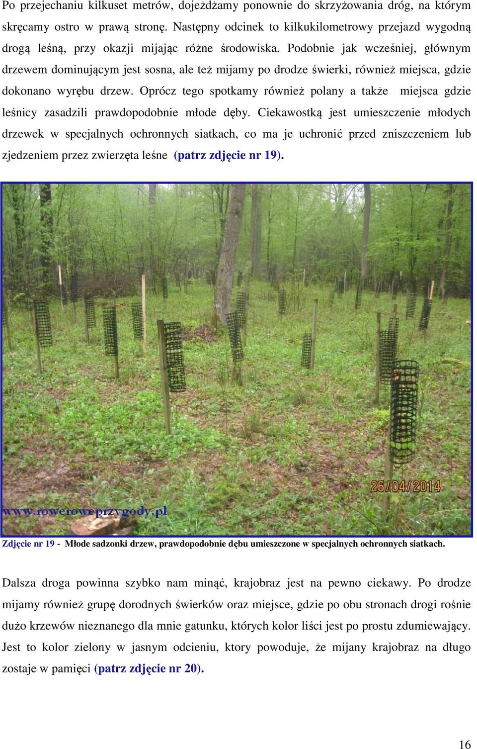 Podobnie jak wcześniej, głównym drzewem dominującym jest sosna, ale też mijamy po drodze świerki, również miejsca, gdzie dokonano wyrębu drzew.