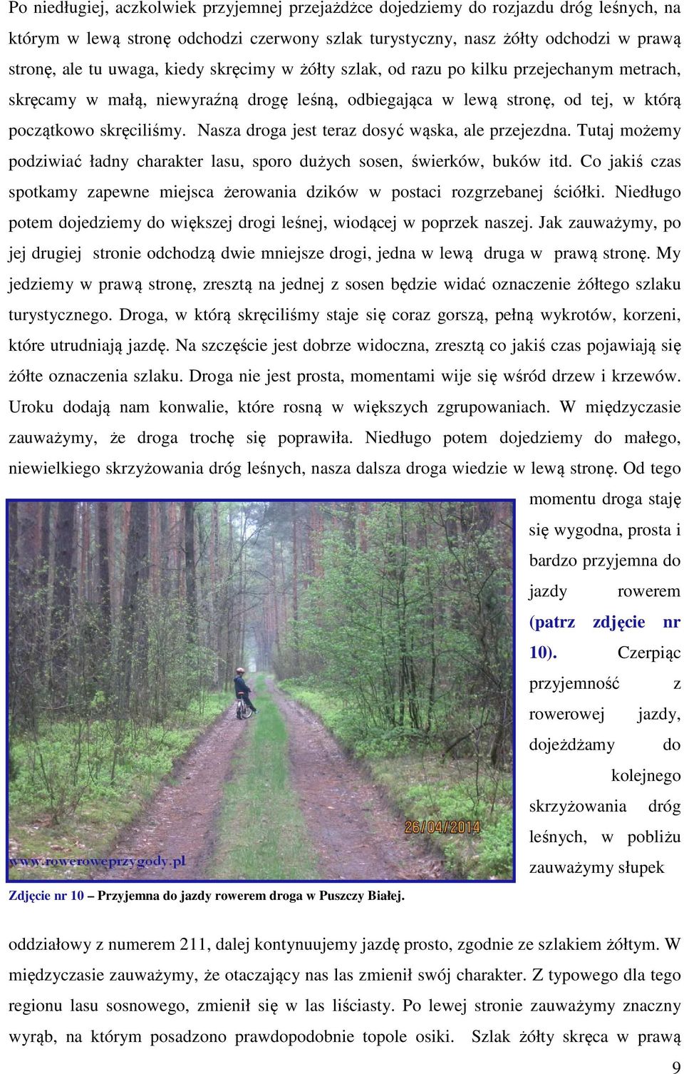 Nasza droga jest teraz dosyć wąska, ale przejezdna. Tutaj możemy podziwiać ładny charakter lasu, sporo dużych sosen, świerków, buków itd.