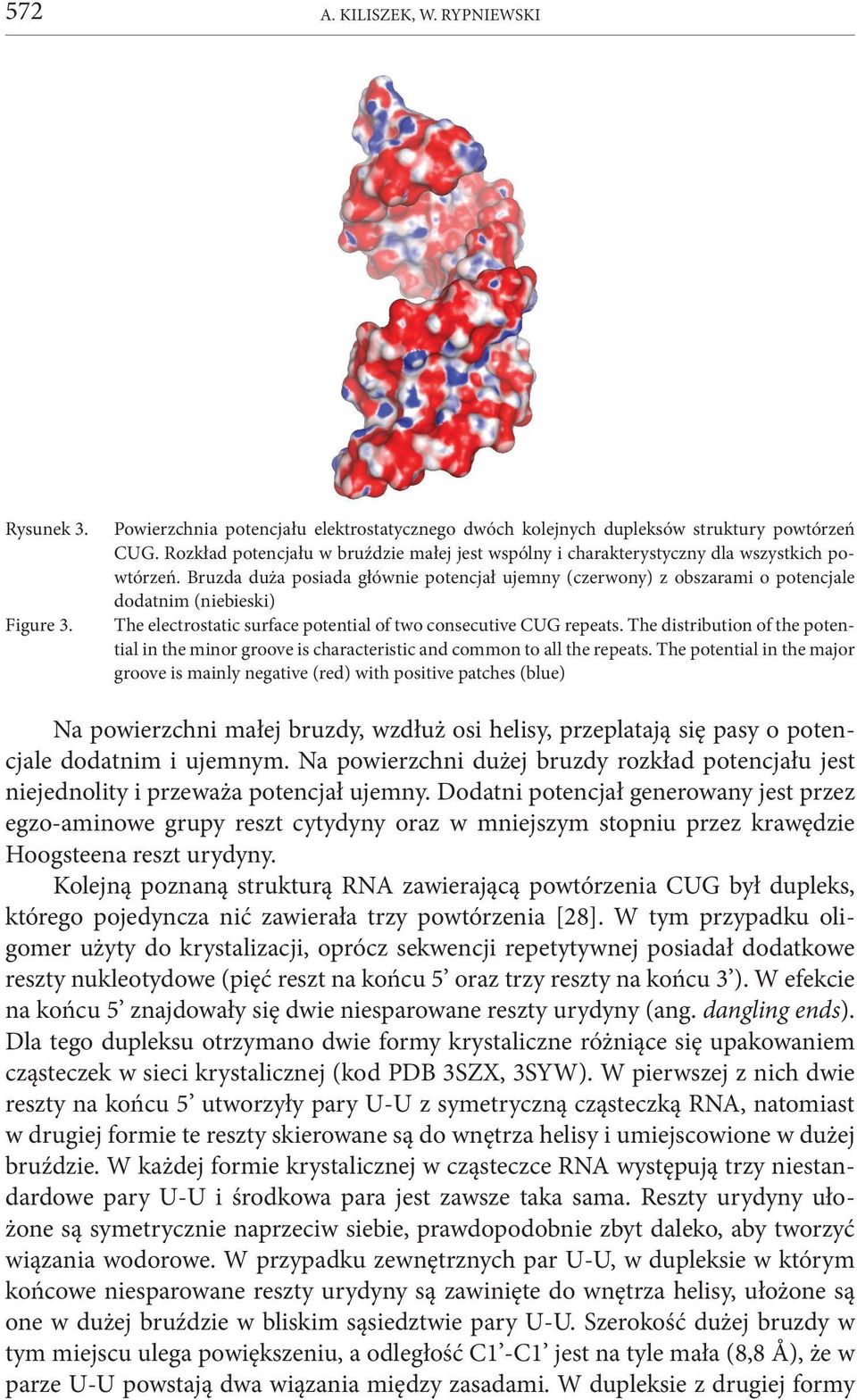 Bruzda duża posiada głównie potencjał ujemny (czerwony) z obszarami o potencjale dodatnim (niebieski) The electrostatic surface potential of two consecutive CUG repeats.