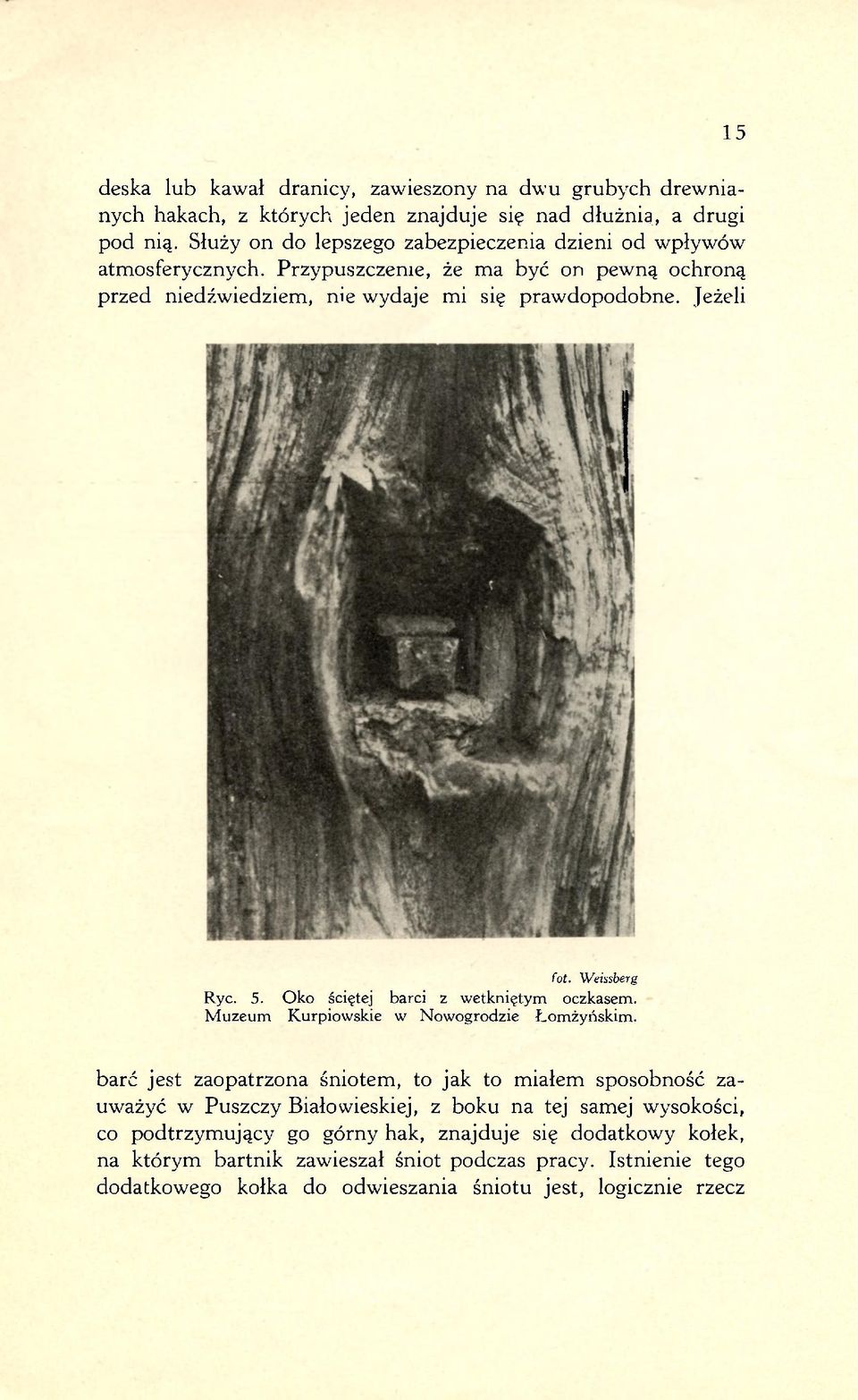 Weissberg Ryc. 5. Oko ściętej barci z wetkniętym oczkasem. Muzeum Kurpiowskie w Nowogrodzie Łomżyńskim.