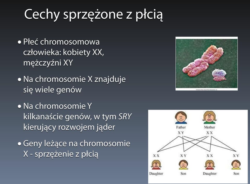 wiele genów Na chromosomie Y kilkanaście genów, w tym SRY