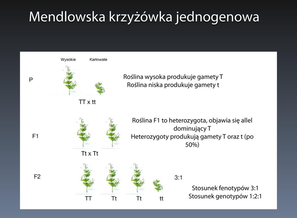 heterozygota, objawia się allel dominujący T Heterozygoty