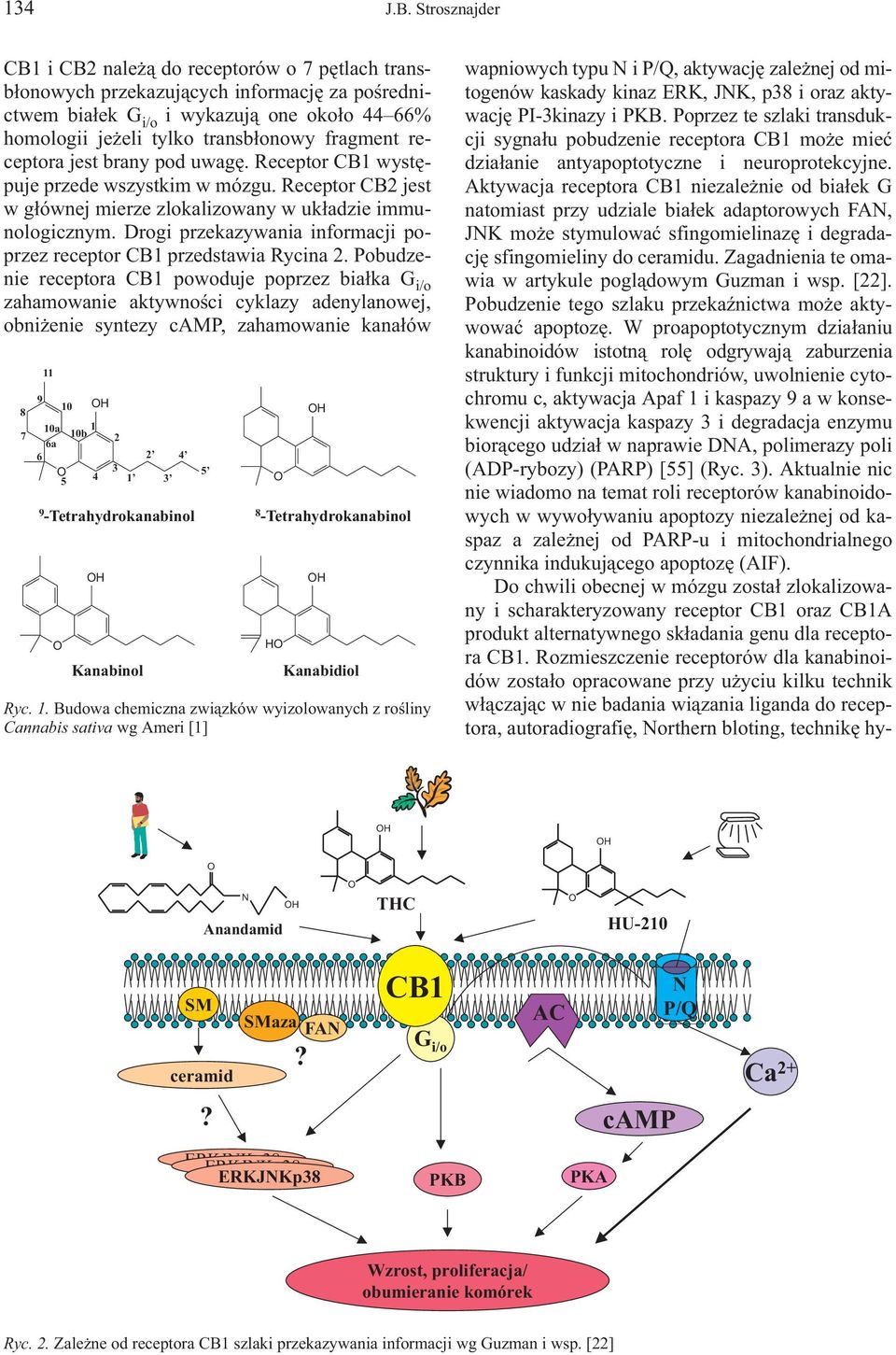 receptora jest brany pod uwagê. Receptor CB1 wystêpuje przede wszystkim w mózgu. Receptor CB2 jest w g³ównej mierze zlokalizowany w uk³adzie immunologicznym.